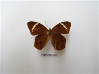 藏品(台灣黛眼蝶)的圖片